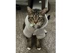 Adopt Pinto Bean a Brown Tabby Domestic Shorthair / Mixed (short coat) cat in