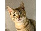 Adopt Sabrina a Domestic Shorthair / Mixed (medium coat) cat in Shoreline