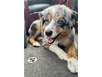 Adopt Denny a Merle Australian Shepherd / Mixed dog in Alexandria, MN (41496729)