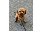 Adopt Sparky a Brown/Chocolate - with White Cavapoo / Cavapoo / Mixed dog in New
