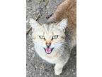 Adopt Lucille Ball a Tan or Fawn Tabby American Shorthair / Mixed cat in