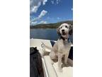 Adopt Simon a White - with Brown or Chocolate Bernedoodle / Mixed dog in North