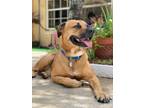 Adopt Logan a Tan/Yellow/Fawn Boxer / Rottweiler / Mixed dog in Tamarac