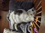 Adopt Squeak a White (Mostly) Domestic Shorthair / Mixed (short coat) cat in