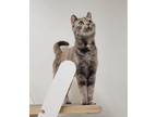 Adopt Opal (Courtesy Post) a Brown Tabby Domestic Shorthair (short coat) cat in