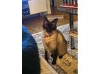 Adopt Phillip a Brown or Chocolate Siamese / Mixed (short coat) cat in