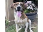 Adopt OLLIE a Brindle - with White Pointer / Mixed dog in Reston, VA (41496608)
