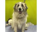 Adopt TRUE BLUE TUCK a White - with Gray or Silver Australian Shepherd / Mixed