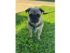 Adopt Arlo a Tan/Yellow/Fawn - with Black Pug / Mixed dog in Grapevine