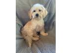 Adopt Peter a White Shih Tzu / Bichon Frise / Mixed dog in Millersburg