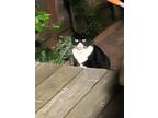 Adopt Tika a Black & White or Tuxedo Calico / Mixed (short coat) cat in Newark
