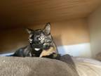 Adopt Loki a Tortoiseshell American Shorthair / Mixed (short coat) cat in