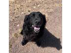 Adopt Blarney a Black Flat-Coated Retriever / Mixed dog in Denver, CO (41496455)