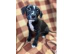 Adopt Roadie a Black - with White Mixed Breed (Medium) / Mixed dog in