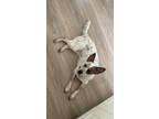 Adopt Jack a Tricolor (Tan/Brown & Black & White) Australian Cattle Dog / Mixed