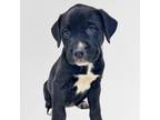 Adopt MERRY MAY a Black - with White Labrador Retriever / Mixed dog in Reston