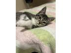 Adopt Rosa a Domestic Shorthair cat in Berea, KY (41496348)