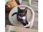 Adopt Iggy a Black (Mostly) Domestic Shorthair cat in Troy, MI (41487061)