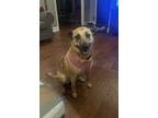 Adopt Jill Lankford a Tan/Yellow/Fawn - with Black Mutt / Mixed dog in