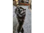 Adopt Bean a Black (Mostly) American Shorthair / Mixed (medium coat) cat in