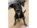 Adopt Moriah a Collie / Mixed Breed (Medium) / Mixed dog in Tool, TX (41496309)