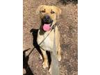 Adopt J.J. a Coonhound (Unknown Type) / Mixed dog in Kelowna, BC (41487005)
