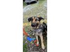 Adopt Hazel a Tricolor (Tan/Brown & Black & White) German Shepherd Dog / Mixed