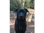Adopt Duke a Black - with White Labrador Retriever / American Pit Bull Terrier /