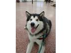 Adopt Gray a Gray/Blue/Silver/Salt & Pepper Alaskan Malamute / Mixed dog in
