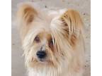Adopt happy a Tan/Yellow/Fawn Terrier (Unknown Type, Small) / Mixed dog in las