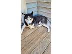 Adopt Dash a Black - with White Husky / Mixed dog in Flowery Branch