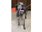 Adopt Ellie Mae a Merle Great Dane / Coonhound / Mixed dog in Raytown