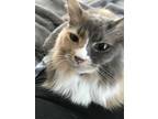 Adopt Latte a Gray or Blue (Mostly) Calico / Mixed (long coat) cat in Kenmore
