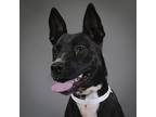Adopt Nala a Australian Cattle Dog / Mixed dog in Houston, TX (41496236)