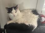 Adopt Obi a Black & White or Tuxedo Maine Coon / Mixed (long coat) cat in Los