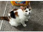Adopt Sunny a Calico or Dilute Calico American Shorthair / Mixed (medium coat)