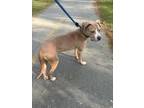 Adopt Cam a Tan/Yellow/Fawn - with White American Pit Bull Terrier / Mixed dog