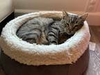 Adopt Kobe a Brown Tabby Domestic Shorthair / Mixed (short coat) cat in Alameda