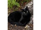 Adopt Black Jack a All Black Domestic Shorthair / Mixed (short coat) cat in