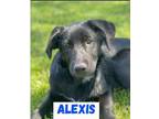 Adopt Alexis a Black Labrador Retriever / Mixed dog in Norco, CA (41496120)
