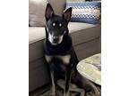 Adopt Bourbon a Black - with White German Shepherd Dog / Husky / Mixed dog in
