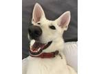 Adopt Sammy a White German Shepherd Dog / Mixed dog in Madison, WI (41496126)