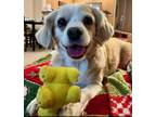 Adopt Candy a Tan/Yellow/Fawn - with White Cavalier King Charles Spaniel / Mixed