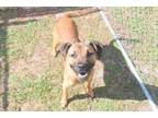 Adopt SADIE a Black Mouth Cur, Mixed Breed