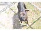 Adopt MARY ANN a Pit Bull Terrier, Mixed Breed