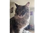 Adopt Mickey a Gray or Blue Maine Coon / Mixed (medium coat) cat in Roanoke