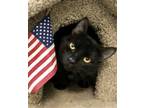Adopt Waltzer a All Black Domestic Shorthair / Mixed (short coat) cat in