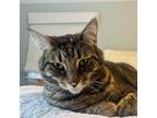 Adopt Teddy a Tiger Striped American Shorthair / Mixed (medium coat) cat in
