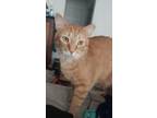 Adopt Bubba a Orange or Red Tabby Tabby / Mixed (medium coat) cat in Tampa