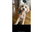 Adopt Ruby a Tan/Yellow/Fawn Bichon Frise / Poodle (Miniature) / Mixed dog in